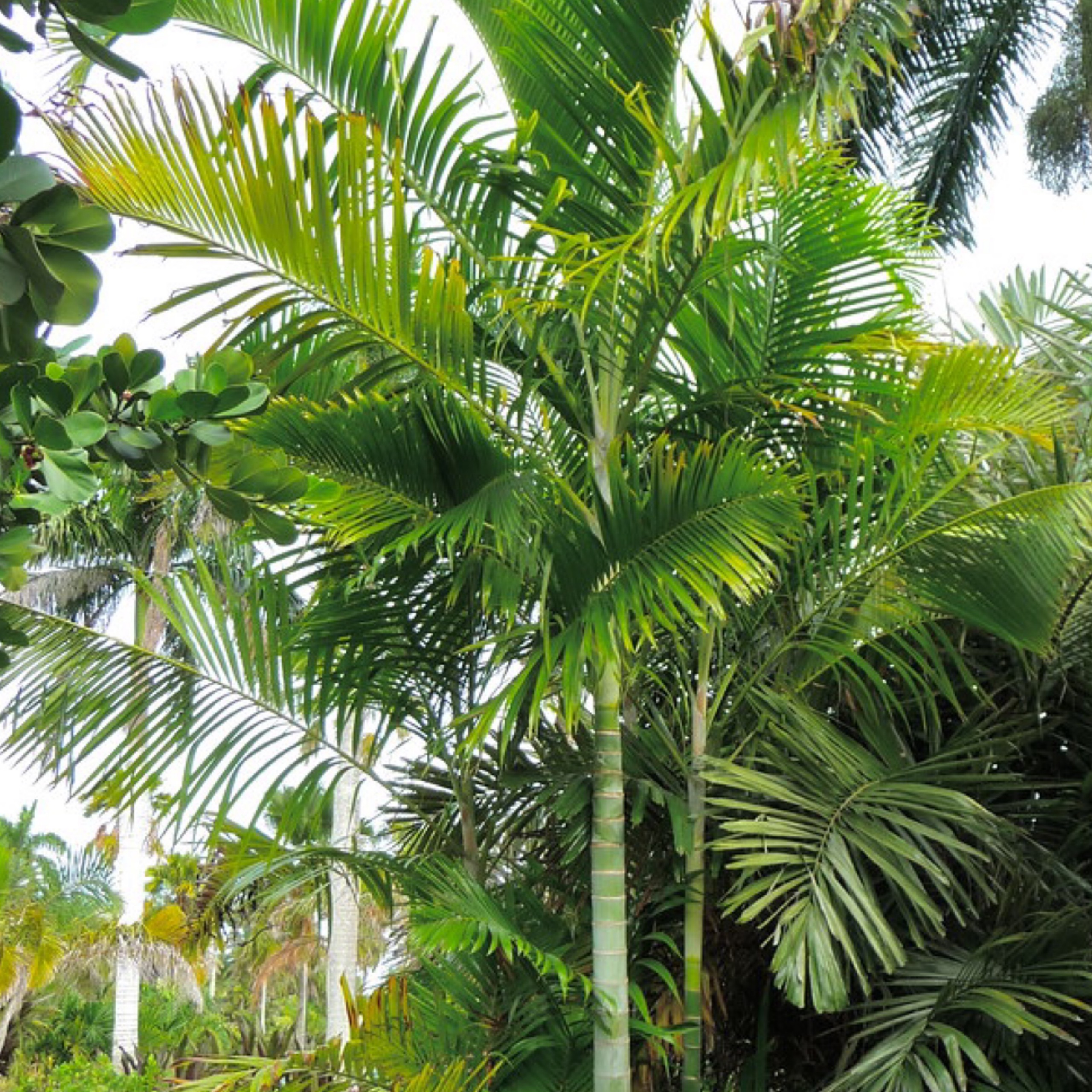 LIVE RARE Dypsis Pembana Pemba Palm Palm Tree 